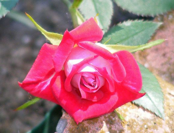 Iced Raspberry photo ir2014_06090001_zps79bf406e.jpg